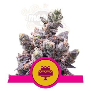 ROYAL QUEEN SEEDS - Wedding Gelato