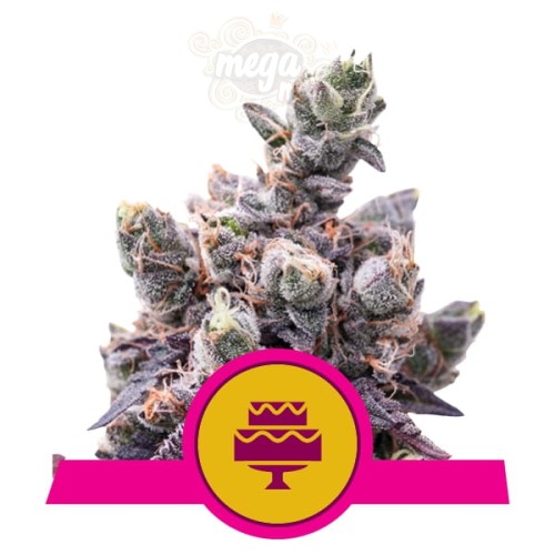 ROYAL QUEEN SEEDS - Wedding Gelato