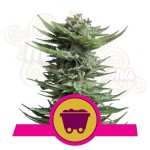 ROYAL QUEEN SEEDS - Shining Silver Haze®