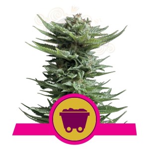 ROYAL QUEEN SEEDS - Shining Silver Haze®