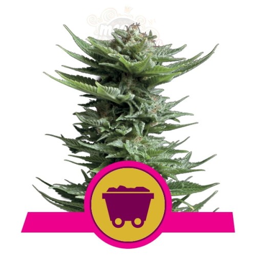 ROYAL QUEEN SEEDS - Shining Silver Haze®