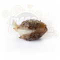 ROYAL QUEEN SEEDS - Shining Silver Haze®