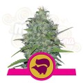 ROYAL QUEEN SEEDS - Skunk XL