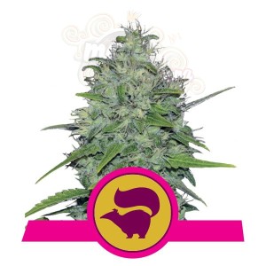 ROYAL QUEEN SEEDS - Skunk XL