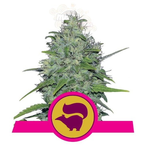 ROYAL QUEEN SEEDS - Skunk XL