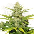 ROYAL QUEEN SEEDS - Skunk XL