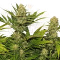 ROYAL QUEEN SEEDS - Skunk XL