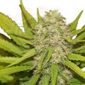 ROYAL QUEEN SEEDS - Skunk XL