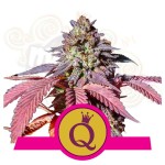 ROYAL QUEEN SEEDS - Purple Queen