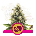 ROYAL QUEEN SEEDS - Somango XL