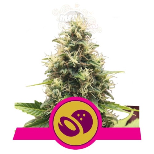 ROYAL QUEEN SEEDS - Somango XL