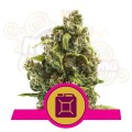ROYAL QUEEN SEEDS - Sour Diesel