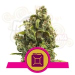 ROYAL QUEEN SEEDS - Sour Diesel