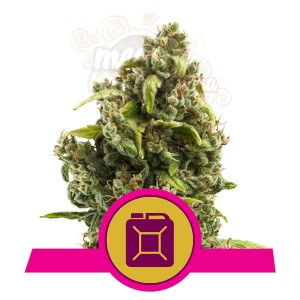 ROYAL QUEEN SEEDS - Sour Diesel