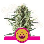 ROYAL QUEEN SEEDS - Special Kush 