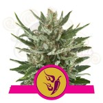 ROYAL QUEEN SEEDS - Speedy Chile (Fast Version)
