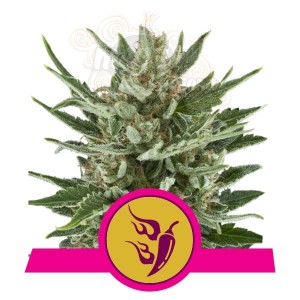 ROYAL QUEEN SEEDS - Speedy Chile (Fast Version)
