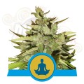 ROYAL QUEEN SEEDS - Stress Killer Auto CBD