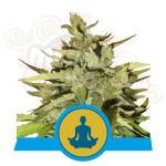 ROYAL QUEEN SEEDS - Stress Killer Auto CBD