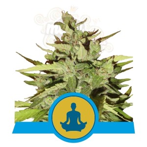 ROYAL QUEEN SEEDS - Stress Killer Auto CBD