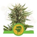 ROYAL QUEEN SEEDS - Sweet Skunk Automatic