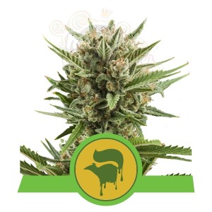ROYAL QUEEN SEEDS - Sweet Skunk Automatic