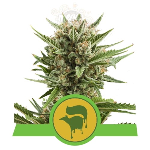 ROYAL QUEEN SEEDS - Sweet Skunk Automatic