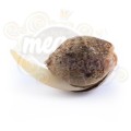 ROYAL QUEEN SEEDS - Sweet Skunk Automatic