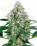 WHITE LABEL -  Pure Power Plant Automatic