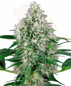 WHITE LABEL -  Pure Power Plant Automatic