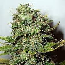 NIRVANA - Mango Skunk