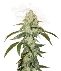 OG Kush Auto