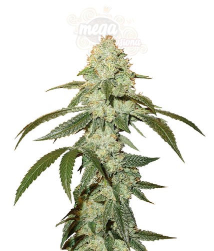 OG Kush Auto