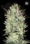 BULK SEED BANK - Amnesia Haze