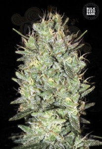 BULK SEED BANK - Amnesia Haze