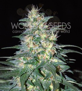 WORLD OF SEEDS - South African Kwazulu