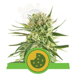 ROYAL QUEEN SEEDS - Royal Cookies Automatic