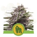ROYAL QUEEN SEEDS - Royal Gorilla Automatic