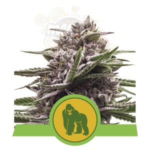 ROYAL QUEEN SEEDS - Royal Gorilla Automatic