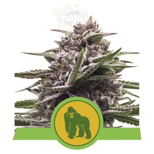 ROYAL QUEEN SEEDS - Royal Gorilla Automatic