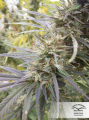 DUTCH PASSION - Durban Poison®