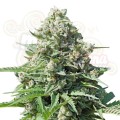 ROYAL QUEEN SEEDS - Royal Gorilla Automatic