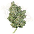 ROYAL QUEEN SEEDS - Royal Gorilla Automatic