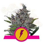 ROYAL QUEEN SEEDS - North Thunderfuck
