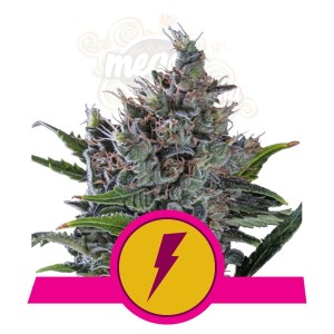 ROYAL QUEEN SEEDS - North Thunderfuck