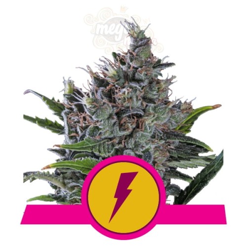 ROYAL QUEEN SEEDS - North Thunderfuck