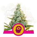 ROYAL QUEEN SEEDS - AMG - Amnesia Mac Ganja