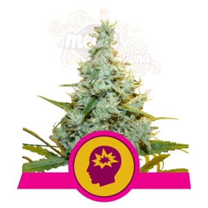 ROYAL QUEEN SEEDS - AMG - Amnesia Mac Ganja