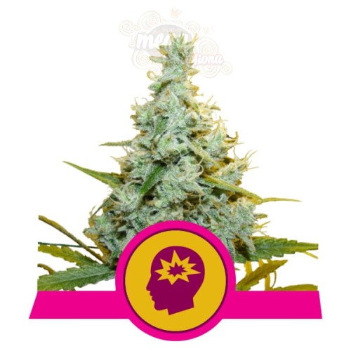 ROYAL QUEEN SEEDS - AMG - Amnesia Mac Ganja
