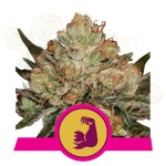 ROYAL QUEEN SEEDS - HulkBerry